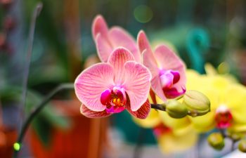 Close-up of pink and yellow orchids in bloom, with blurred green foliage and other flowers in the background.